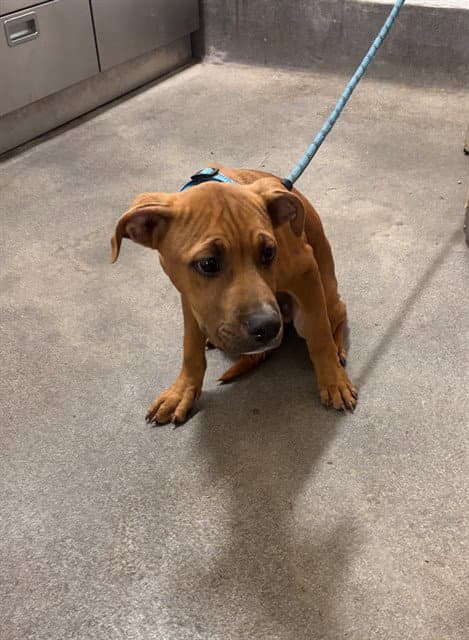Colby - Pit Bull Terrier