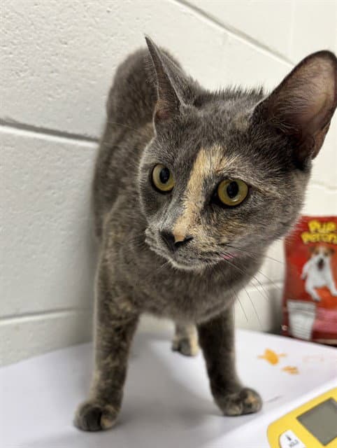 Celine - Domestic Short Hair