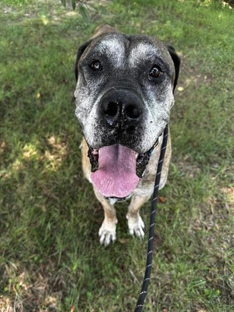 Nate - Mastiff