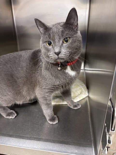 Taz - Domestic Short Hair