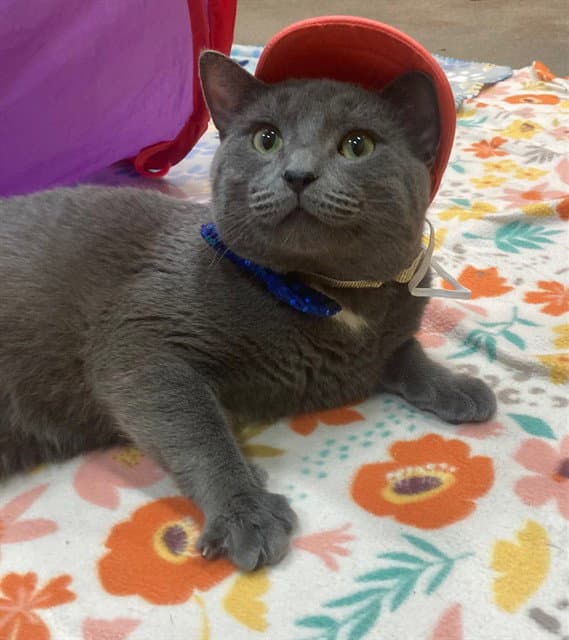 Taz - Domestic Short Hair