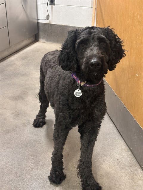 Pepper - Poodle (Standard)