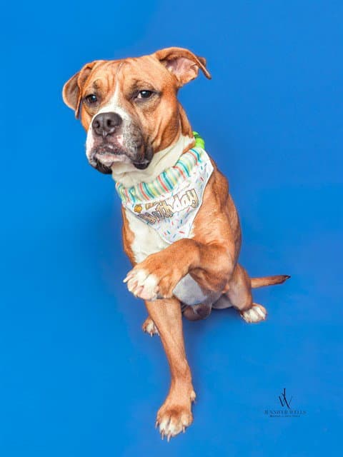 Muenster - Pit Bull Terrier