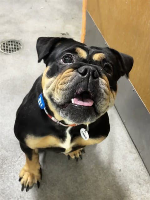 Angel - Bulldog