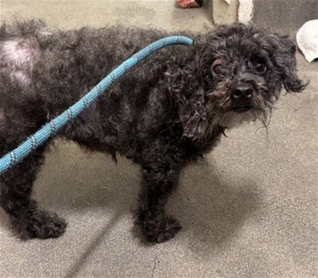Rosie - Poodle (Miniature)