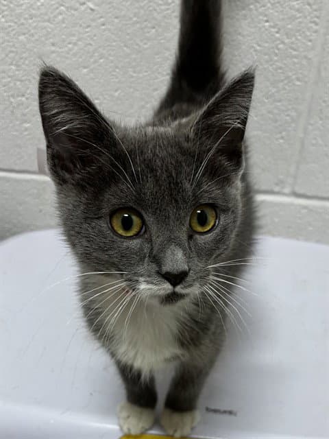 Jasmine - Domestic Short Hair
