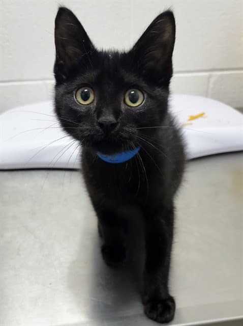 Melvin - Domestic Short Hair