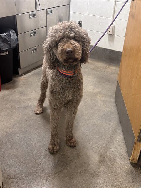 Bear - Poodle (Standard)