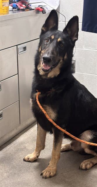 Cabo Verde - German Shepherd Dog
