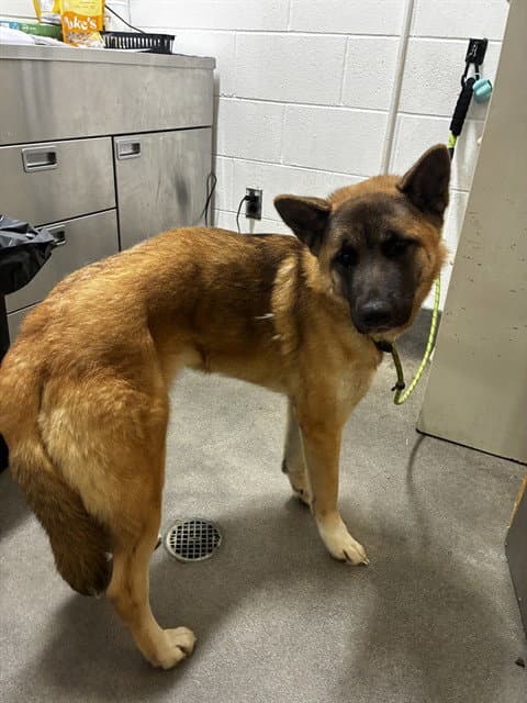Starla - German Shepherd Dog