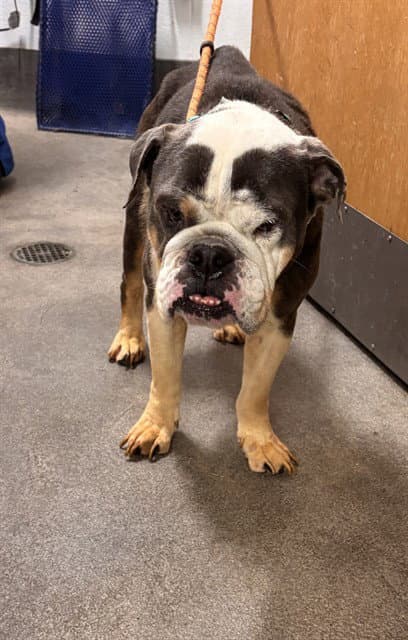Tasha - Bulldog