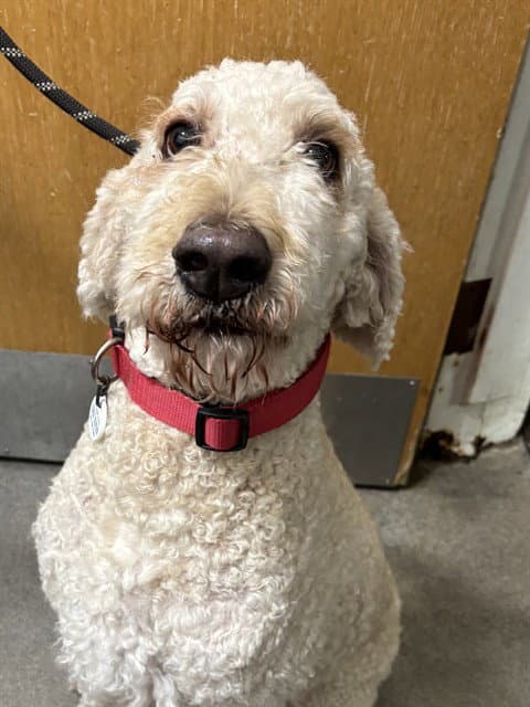 Sunshine - Poodle (Standard)
