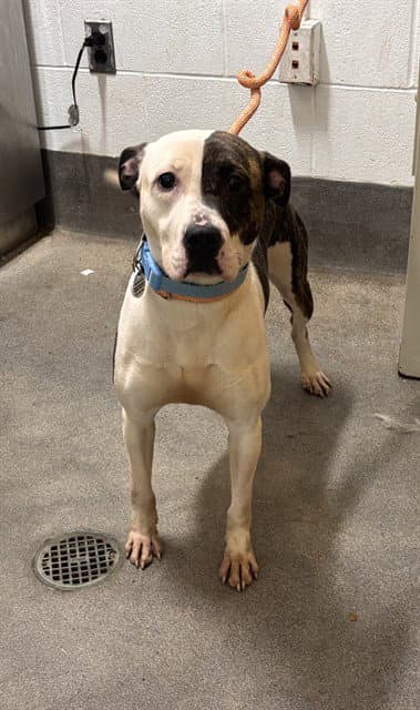 Joy - Pit Bull Terrier