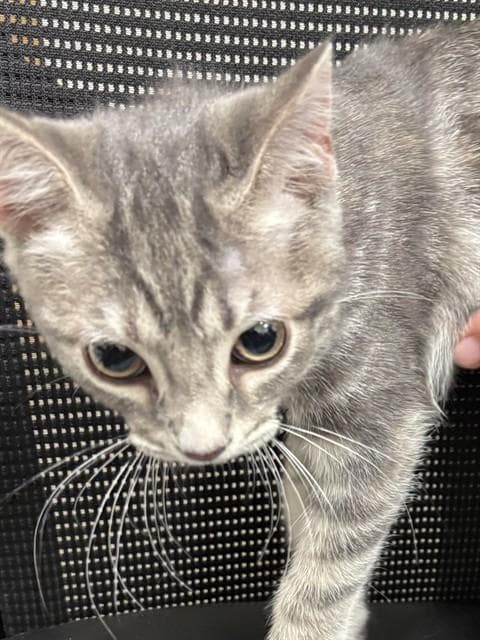 Sasha - Domestic Short Hair
