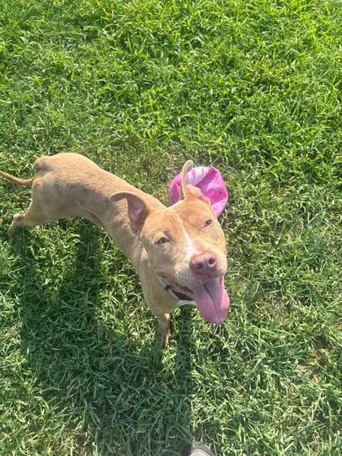 Aarcon - Pit Bull Terrier
