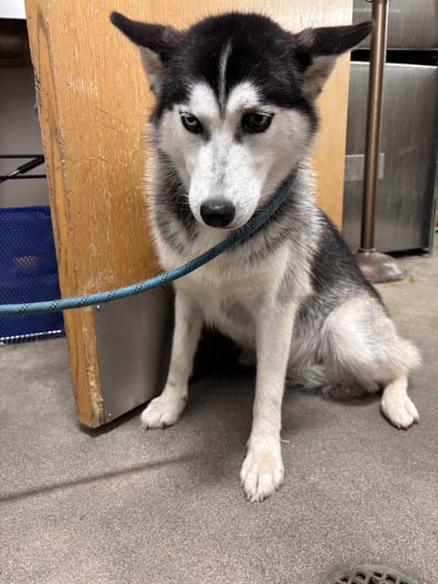 Asia - Siberian Husky
