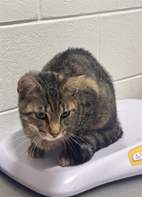 Tony - Domestic Short Hair