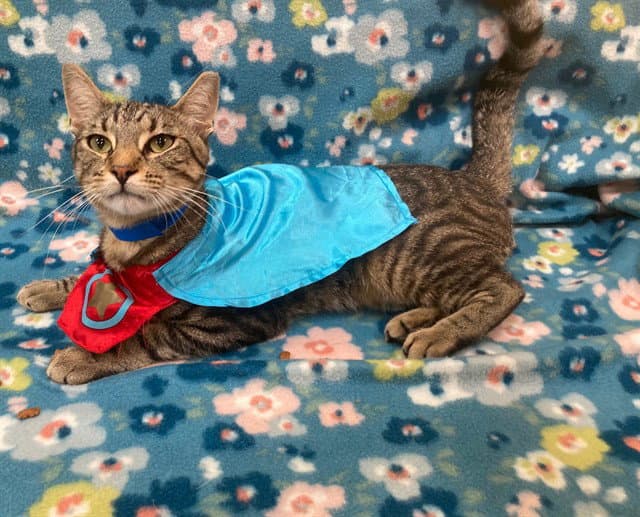 Tony - Domestic Short Hair