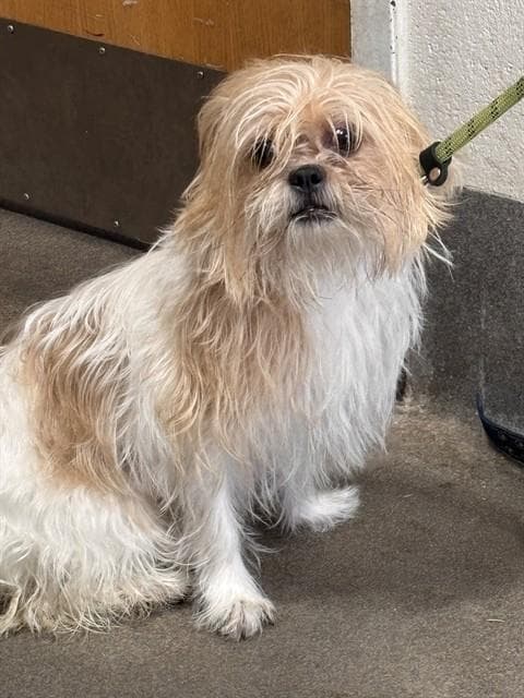 Zoey - Shih Tzu