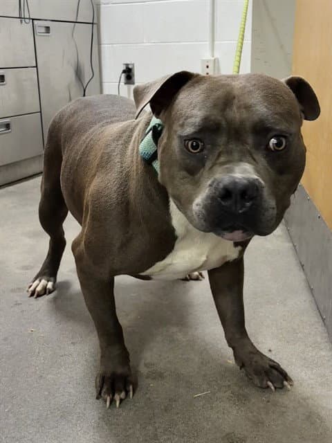 Bingo - Pit Bull Terrier