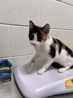 Sheila image 1
