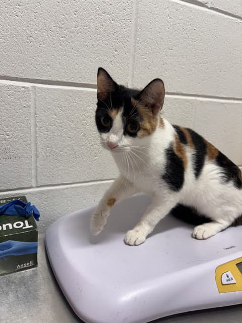 Sheila - Domestic Short Hair