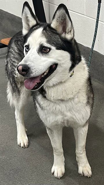 Luna Mendez - Husky