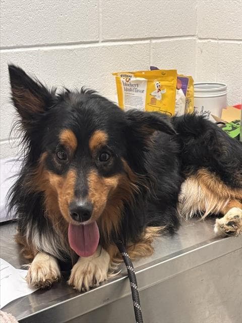 Julio - Australian Shepherd