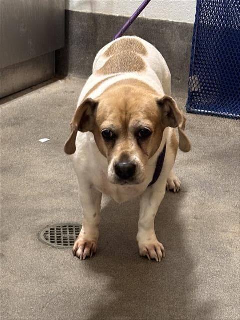 Fatts - Beagle