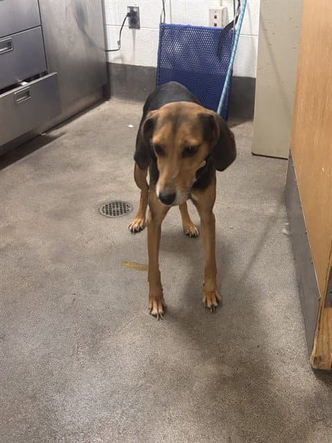 Diva - American Foxhound
