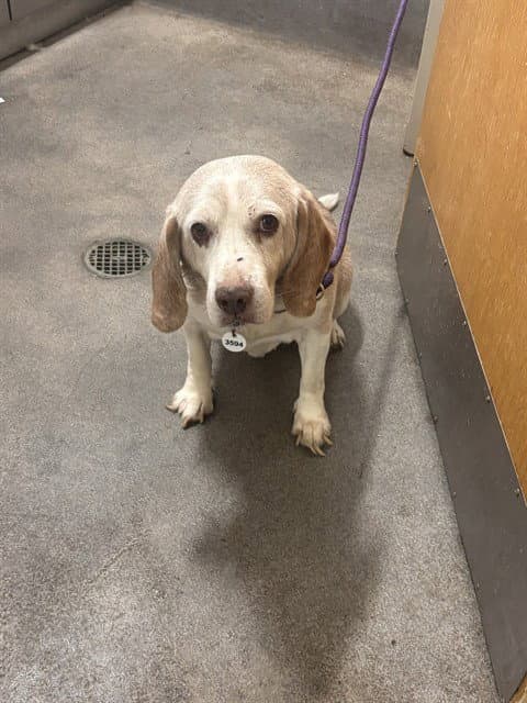 Koa - Beagle