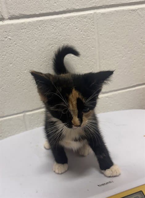 Primp - Domestic Short Hair
