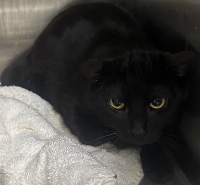 Slyvie - Domestic Short Hair