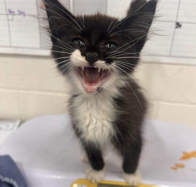 Peri - Domestic Short Hair