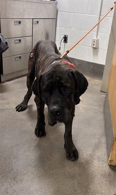 Londi - Cane Corso Mastiff