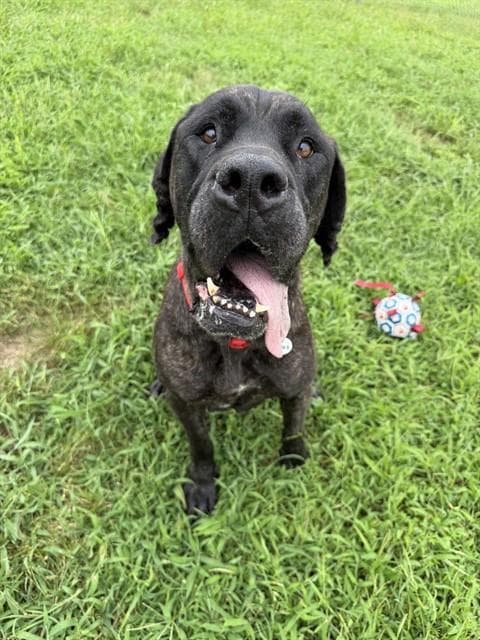 Londi - Cane Corso Mastiff