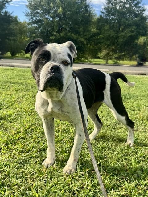 Terra - American Bulldog
