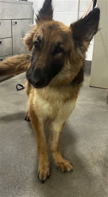 Suri - German Shepherd Dog