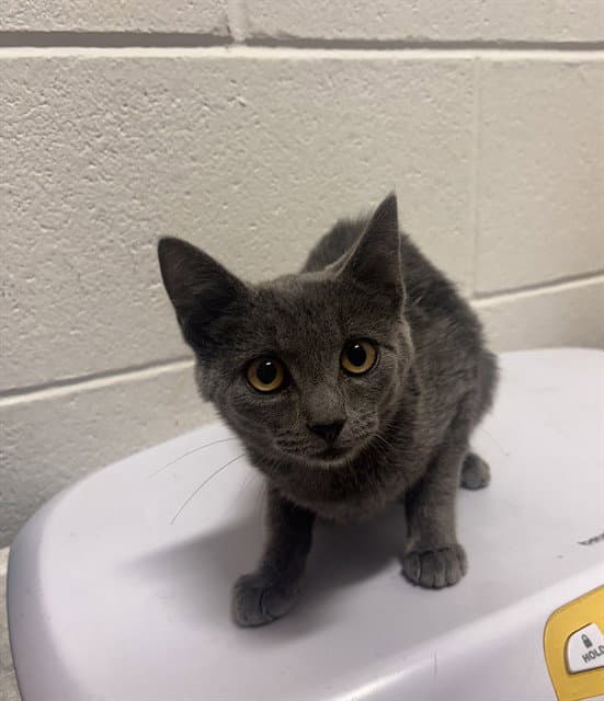 Tifa - Domestic Short Hair