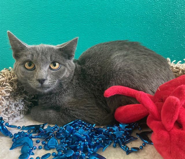 Tifa - Domestic Short Hair