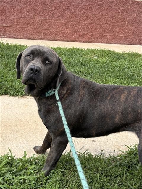 Daisy - Cane Corso Mastiff