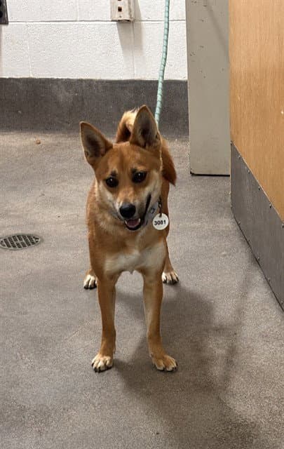 Lida - Shiba Inu