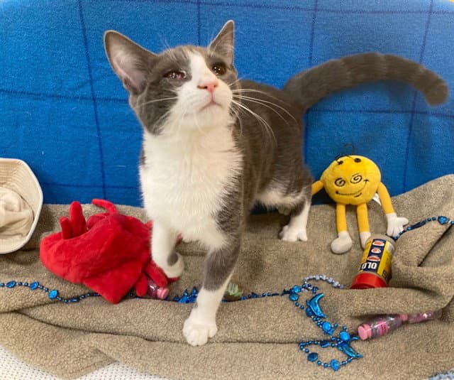 Alvin - Domestic Short Hair