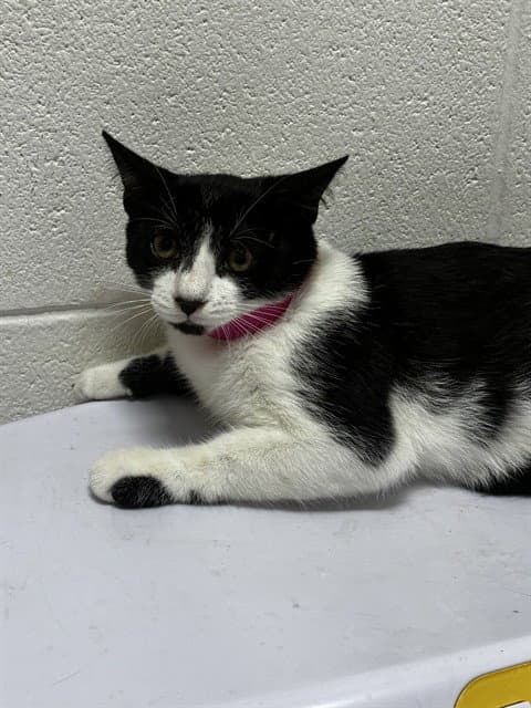 Strawberry - Domestic Short Hair