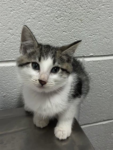 Ashley - Domestic Short Hair