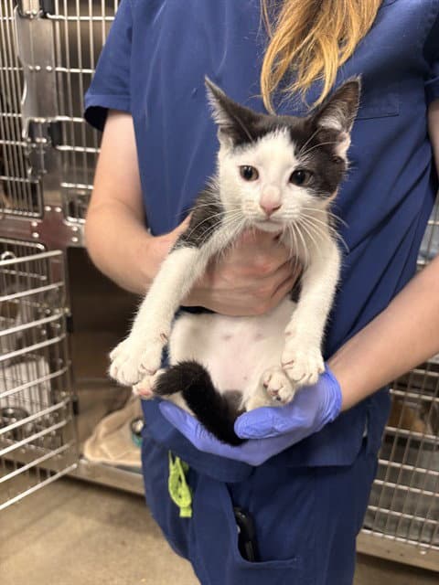 Dora - Domestic Short Hair