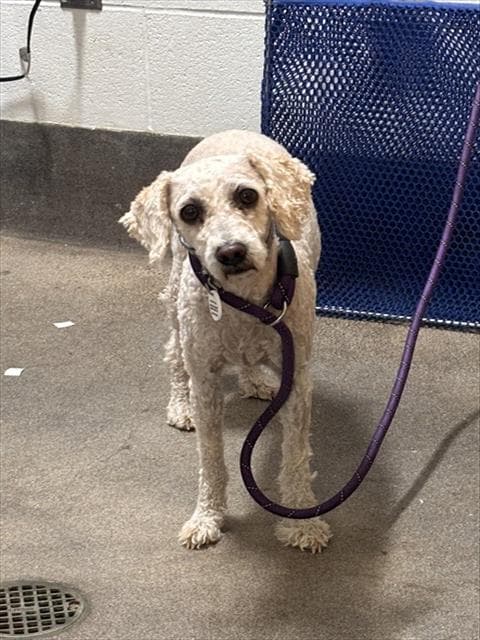 August - Poodle (Miniature)