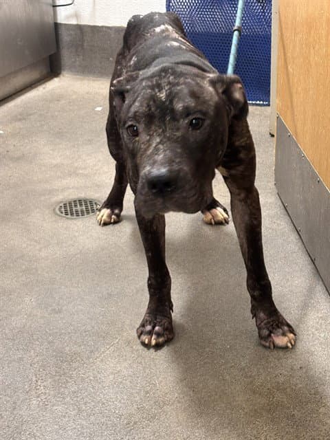 Tony T - Pit Bull Terrier
