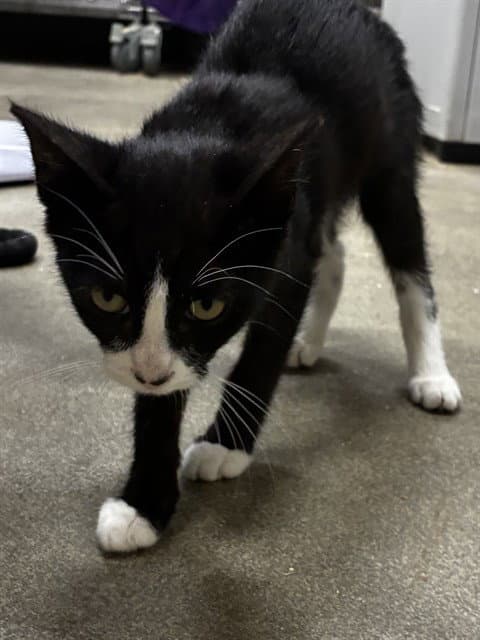 Rafiki - Domestic Short Hair