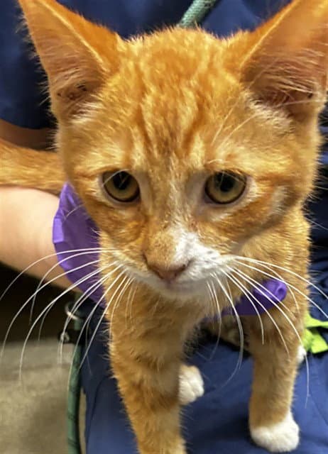 Rajah - Domestic Short Hair